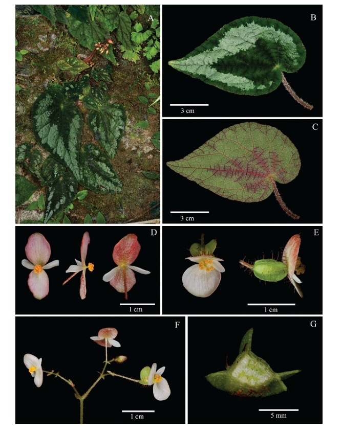 B. gulongshanensis